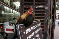 A rooster salesman - only in Vietnam http://fascination-st.tumblr.com/