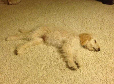 animal-factbook:  Golden Retrievers are known to be masters of disguise. This one here is subtly blending into the carpet to assert his dominance over the floor.   ( fightiingdragons )