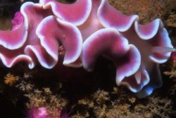 astronomy-to-zoology:   Frilled Nudibranch (Leminda millecra) …an amazing species of Metarminid nudibranch that is endemic to the South African coast, where it is found from the Atlantic coast of the Cape Peninsula to Port Elizabeth. Frilled nudibranchs