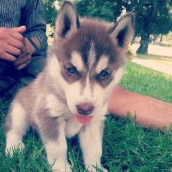 ibettmurguia:  Is anyone interested in #buying a #husky. #fullbread #450 $ she has all her shots and is two months old. #mybaby she needs a bigger home. But a #loving home. If anyone is #interested in her let me know soon (: 