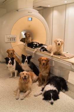 fight-0ff-yourdem0ns:  grandmasrule:  littlecatlady:  thegoodfoothousehold:  micdotcom:  Brain scans reveal what dogs really think of us   Thanks to recent developments in brain imaging technology, we’re starting to get a better picture of the happenings
