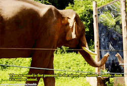 eustaciavye77:    Sanjai, a 20-years old bull (male elephant), sees himself for the first time in front of a mirror. [x]  elephants are fucking awesome. 