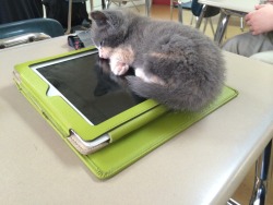 fricklefrackphan:  sniffing:  LOOK AT THIS LILLL BABY THAT FELL ASLEEP ON A GIRLS IPAD DURING CLASS  where the fuck do you go to school where felines are allowed to roam free in the classrooms 