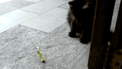 gifsboom:  Cat gets attacked by a praying mantis.[video] 