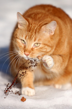 queensimia:  tanathe:  Winter cuteness by *BlastOButter  at first I thought it was going to be an artful series of pictures of a fat orange kitty against the snow then I scrolled down 