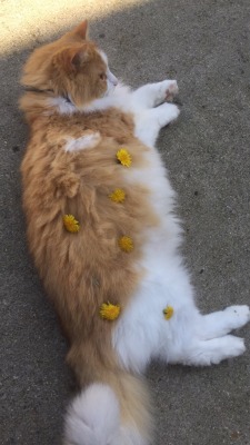 cherrry-babe:  i put flowers on my cat and he didn’t even appreciate his own beauty 