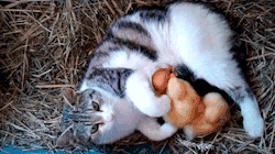 datdrunkpone:  fragmentsofmysanity:  these are my kittens, yes they meow weird, but they are mine. i found them all on my own. they are my ohana. back the fuck off camera.  the duck’s attack continues.  OMG ;w; &lt;333