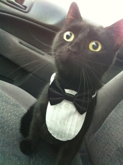 that-fandom-blog:  thefingerfuckingfemalefury:  thiscorpsofbrothers:  jasbeaw:  What do you mean, vet’s office? YOU SAID WE WERE GOING TO THE PHILHARMONIC!  i’ve reblogged this at least seven times and i don’t regret any of them  I WILL BE OVERDRESSED