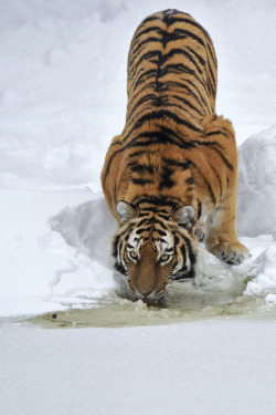 waasabi:  Ice Licking Tiger by Josef Gelernter