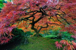 th3w0lfcub:  axelizard:   The Most Beautiful Trees In The World Portland Japanese Garden, Portland, Oregon. Photo: Unknown Red maples trees path. Photo: Ildiko Neer Most beautiful wisteria tree in the world. Photo: Brian Young Yellow autumn in Central