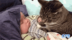 iliveforthefantasy:  panda2296:  musingsofaramblerrr:  Hello? Little human? Okay I kiss you now.  Fun fact: the cat is checking the baby’s mouth to see if it is still breathing. Were it not breathing, the cat would commence to eat it.  FUN FACT 