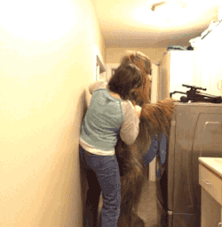 gifsboom:  Chewbacca Takes A Bath. [video][Chewbacca John]