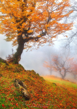 wowtastic-nature:  💙 Autumn Harmony by Seyed Mohammad Shamsi on 500px○  Canon EOS 5D Mark II-f/14-2s-28mm-iso100, 640✱900px-rating:96.9☀ Photographer: Seyed Mohammad Shamsi, Rasht, Iran