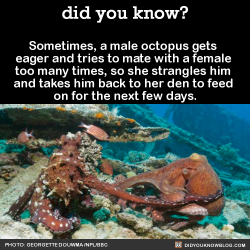 sweet-mistress-s:  did-you-kno:  Sometimes, a male octopus gets  eager and tries to mate with a female  too many times, so she strangles him  and takes him back to her den to feed  on for the next few days.  Source  Knowledge is power.  Relatable.