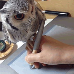 fit-state-of-mind:  tillyouandiseethesun:  this isn’t even a problem  This is how I envision hogwarts homework being done 