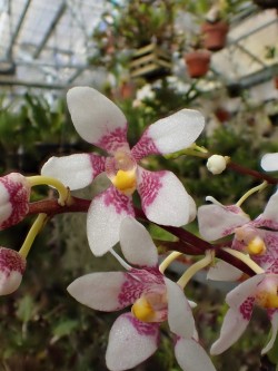 orchid-a-day:  Sarcochilus fitzgeraldiiSyn.: Previously recognized varieties and formsMarch 31, 2019 