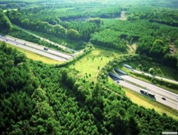As-Cosy-As-Can-Be:  This Is A Wildlife Bridge In The Netherlands. Wildlife Bridges