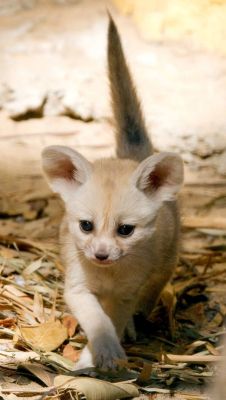 thefrogman:  New Bloodline of Fennec Foxes Born at Taronga Zoo. Photo Credit: Rick Stevens [flickr] for ZooBorns [h/t: magicalnaturetour] 
