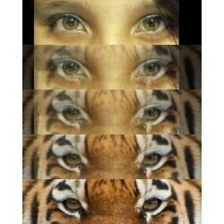 Roaaaaar #Eyes #Instapic #Instaphoto #Picoftheday #Meow #Rawr #Animal #Tiger #Girl