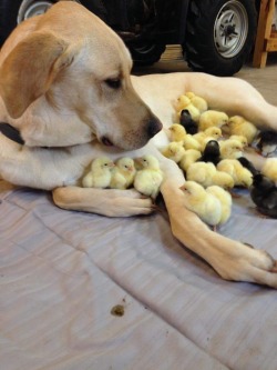 Becausebirds:  Animal-Factbook:  Dogs Are Excellent Nannies In The Animal World.