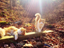 unflatteringcatselfies: To enter the forest you must first answer a riddle  told by the majestic fluff tail brothers