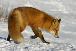 llbwwb:  Beautiful Little Female Red Fox. (by AlaskaFreezeFrame)