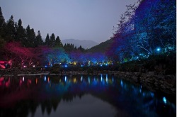 the-iridescence:  Held annually since 2001, the Aboriginal Cherry Blossom Festival brings together a large number of visitors to the Formosan Aboriginal Culture Village to see their 2,000 cherry blossom trees. While viewing them during the day would