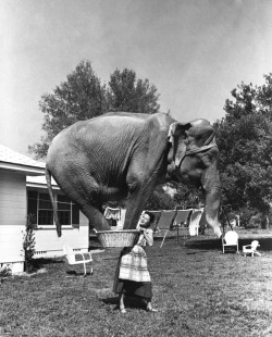 firsttimeuser:  Jean Younkers holding an elephant in a laundry basket, 1951 Florida Memory 