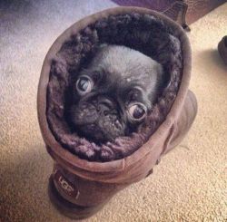 awwww-cute:  Snug as a pug in an Ugg on a rug (Source: http://ift.tt/1TDsuvp)