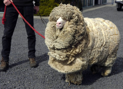 thatzak:  the-absolute-funniest-posts:  archiemcphee: Today we learned that domestic sheep, unlike their wild cousins, don’t shed their wool each year. It turns out that over 10,000 years of breeding them for their wool has produced sheep whose wool