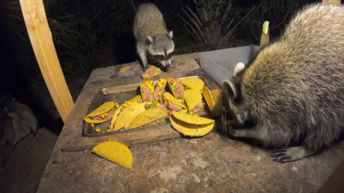 lord-raccoon:girls night