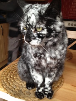 catbountry:  seiya234:ofmice-andashby:Meet Scrappy, who started life pure black!LOOK AT THIS COW KITTY  Look at this weird dalmatian cat.
