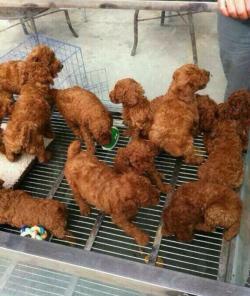 ruinedchildhood:  Not gonna lie I thought this was fried chicken   They look like deep fried