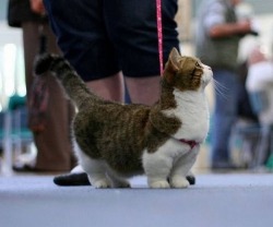 defnotyouraveragewoman:  abstaininggamzee:  The corgi of the cat world  Munchkin cats have the same gene in them that dachshunds do; giving them an extended spine and shortened legs. So they are in fact, the wienie dogs of the cat world :) &lt;3