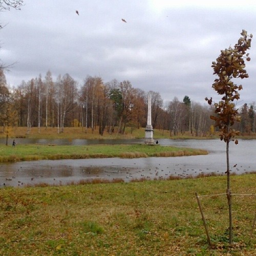 Young #tree & #Chesma #obelisk in #Gatchina #imperial #park #Russia / #landscape #fall #autumn #nofilter #nofilters #windy #rainy #October #lake #clouds #colors #colours #photorussia #Гатчина #Россия #пейзаж #spb