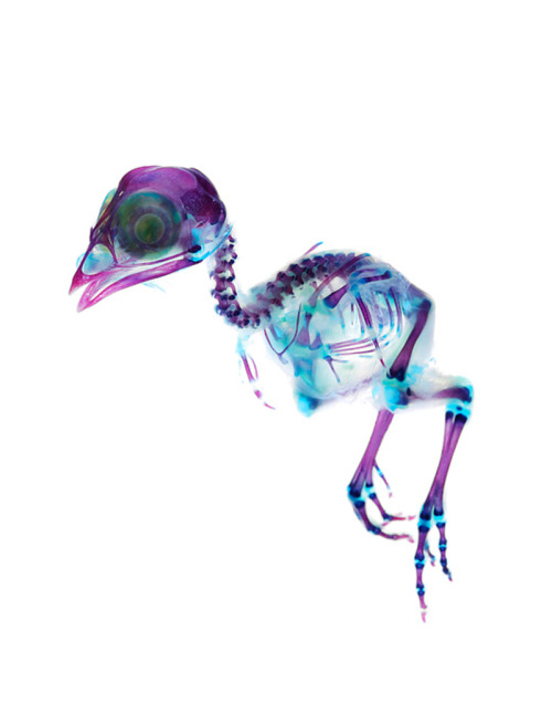 likeafieldmouse:  Iori Tomita - New World Transparent Specimens (2005-) Fisherman-turned-artist in Yokohama City, Japan, Tomita creates art using the skeletons of various dead marine specimens, which he preserves and then colors with bright shades