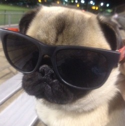 moriarty:  penguinize:  have you ever seen a cooler dog than this   