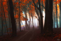 Landscape-Photo-Graphy:  Enchanting Forests Photography Illuminate Autumn’s Beauty