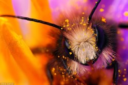 ainawgsd:  thebeeblogger:  So gorgeous.  Bee covered in pollen resting in the heart of a crocus flower. Nature-loving photographer, Boris Godfroid, uses macro photography for close-up shots, posted to his website boris.godfroidbrothers.be  June 19-25