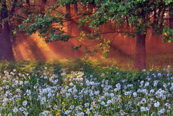 tulipnight: Misty dawn in the forest by Anton Petrus