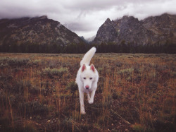 johnandwolf:  You can run anywhere you’d like, just tell me you’ll come back.Grand Tetons, WY / September, 2014 