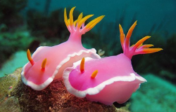 typhlonectes: Pink Dorid Nudibranch, Hypselodoris or Chromodoris bullockii,   South Pacific