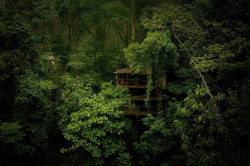 thehealthywarrior:  jadorefitness:  workoutmotherfucker:  i-choose-fit:  mindsplat:  there is a sustainable treehouse community in the middle of the costa rican rainforest people can zipline from house to house they have wi-fi ARE YOU SHITTING ME WHY