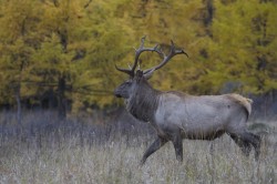 The Manchurian wapiti (elk) / Wild nature. Russia by Valeriy