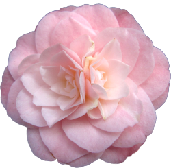 transparent-flowers:  Camellia japonica. ‘Little Bo Peep.’ (x).