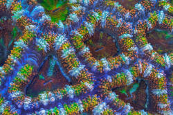nubbsgalore:  daniel stoupin, a doctoral candidate in marine biology at the university of queensland, has photographed a variety of coral species from the great barrier reef using full spectrum light to reveal fluorescent pigments that would otherwise