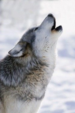 wolverxne:  Captive Gray Wolf Howling | by: {Mark Newman}