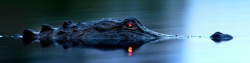 awkwardsituationist:  an alligator has a tapetum lucidum at the back of each eye, which reflects light back into the photoreceptor cells to make the most of low light. the colour of eyeshine differs from species to species, but in alligators glows red.