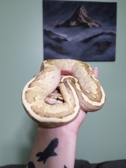 daedricsnakes: Dibella has joined the pantheon!  I can’t wait until it warms up enough to take some natural light photos because her colors are gorgeous and my indoor lighting just washes her out. Maybe next weekend, after she’s settled in.  I love