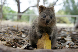 Cassielikescats:  N0Pe3:  Quokkas Are Literally The Happiest Animal I’ve Ever Seen.